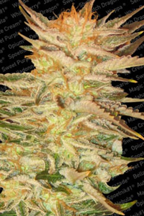 Ice Cream Ice Cream von Paradise Seeds