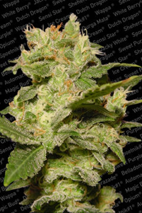 Jack von Paradise Seeds