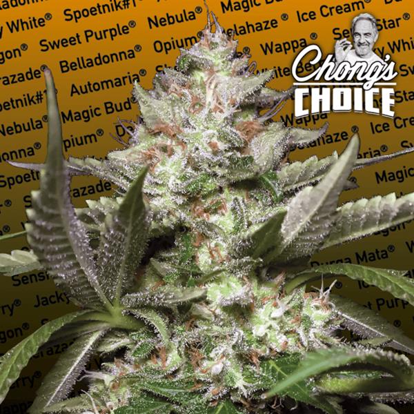 Kong 4 von Paradise Seeds