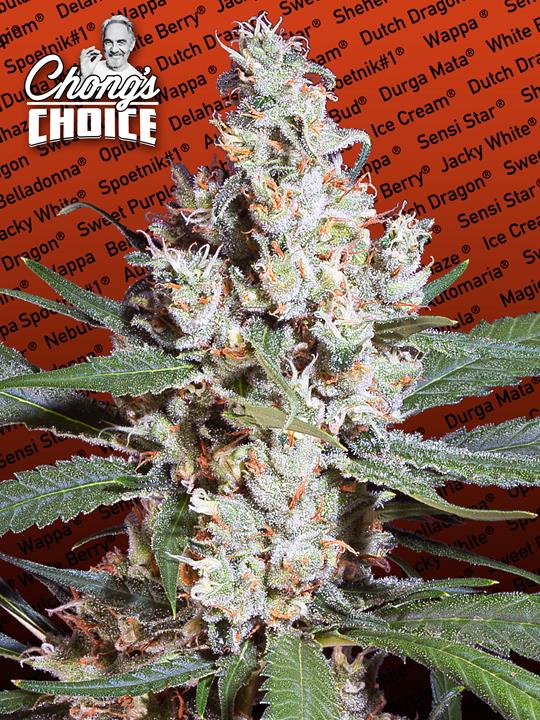 L.A. Amnesia von Paradise Seeds