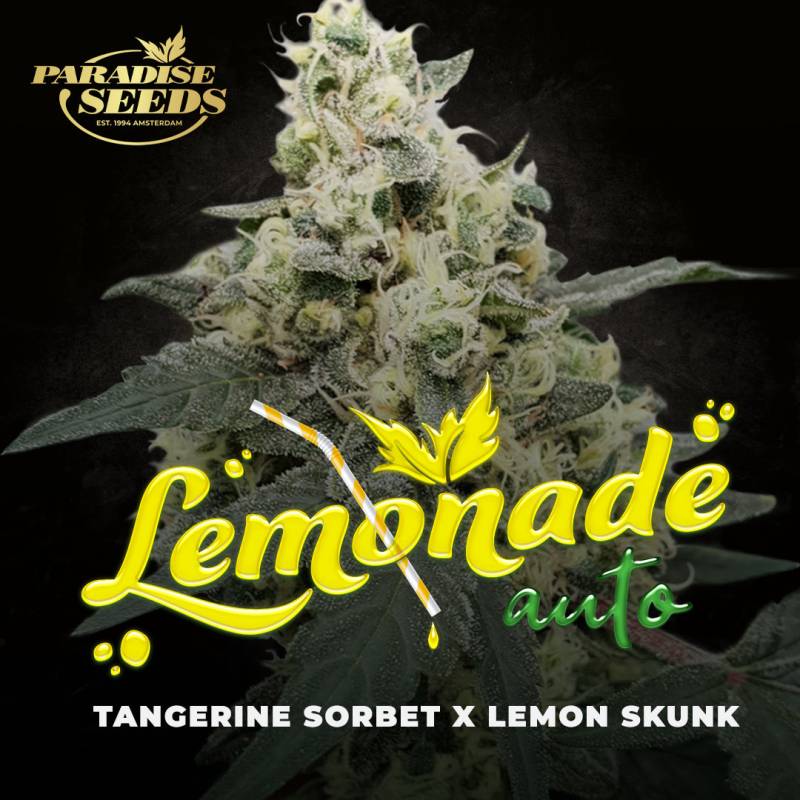 Lemonade Auto 3 Stück von Paradise Seeds