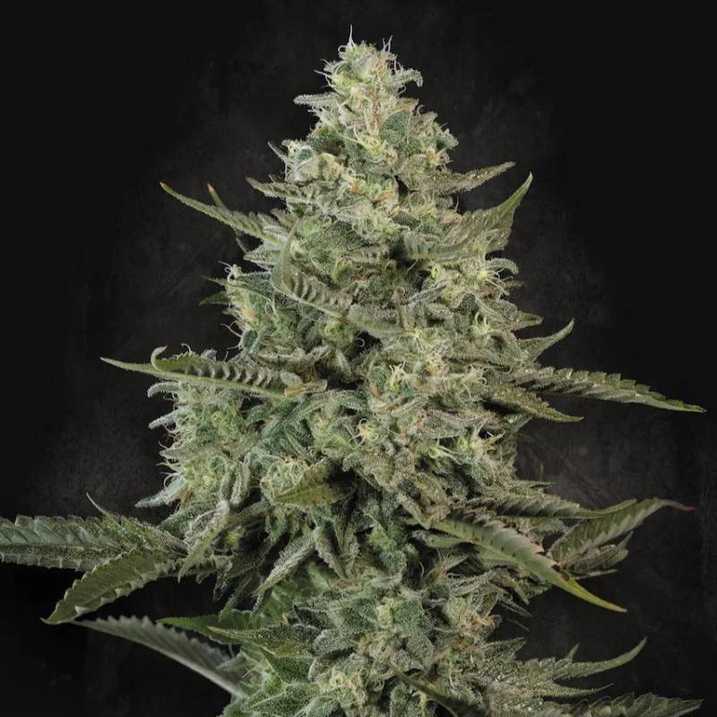 Mendo Creme von Paradise Seeds