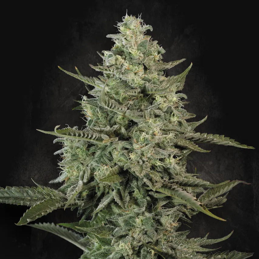 Mendo Creme Mendo Creme von Paradise Seeds
