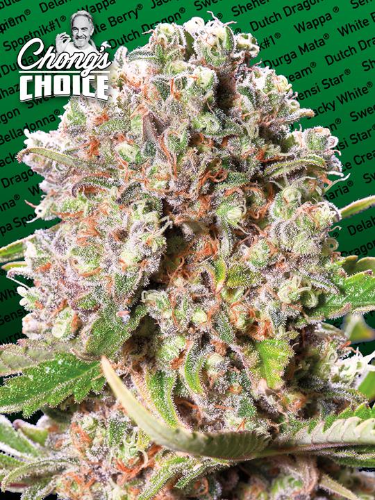 Mendocino Skunk von Paradise Seeds
