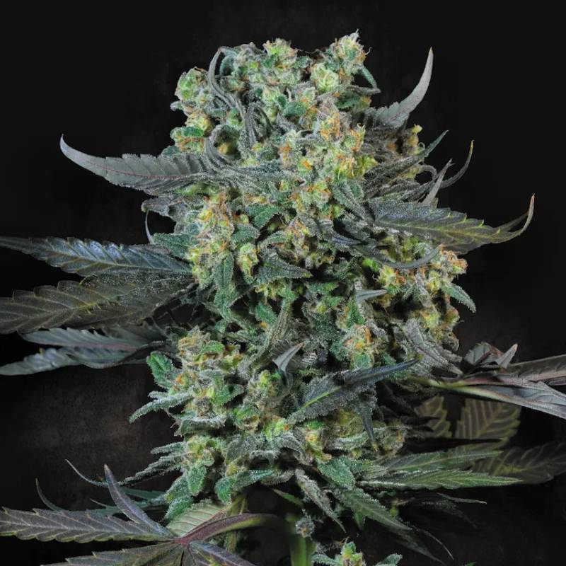Momo von Paradise Seeds