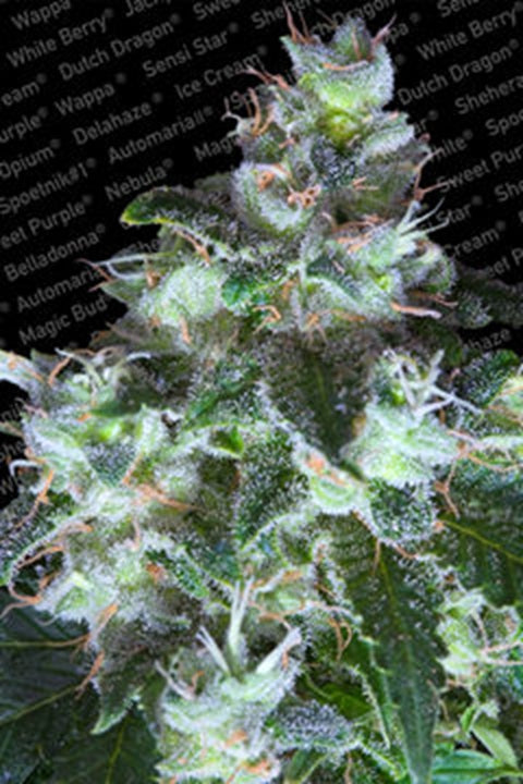 Original White Widow Original White Widow von Paradise Seeds