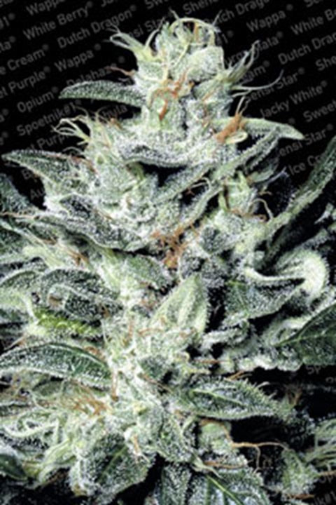 Sensi Star von Paradise Seeds