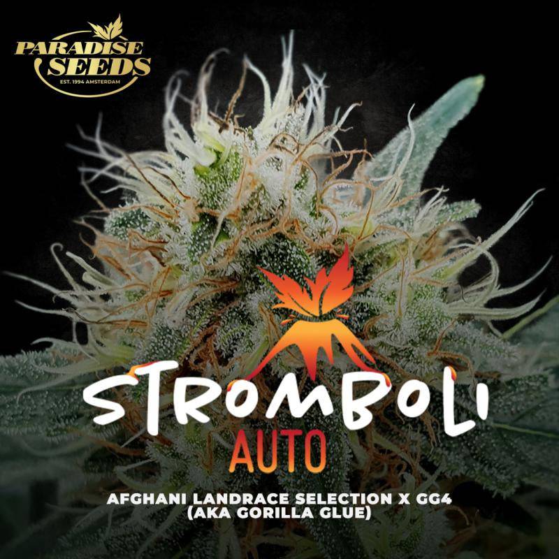 Stromboli von Paradise Seeds