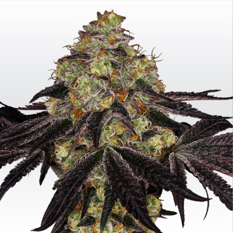 Sunset Paradise Sunset Paradise von Paradise Seeds