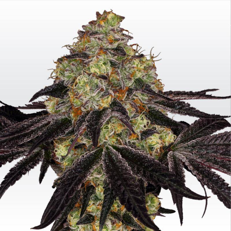 Sunset Paradise von Paradise Seeds