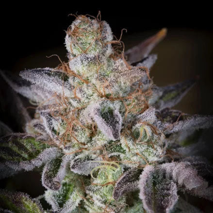 Sweetopia von Paradise Seeds