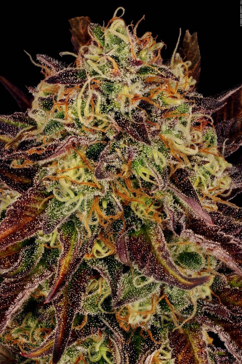 Tangerine Sorbet von Paradise Seeds