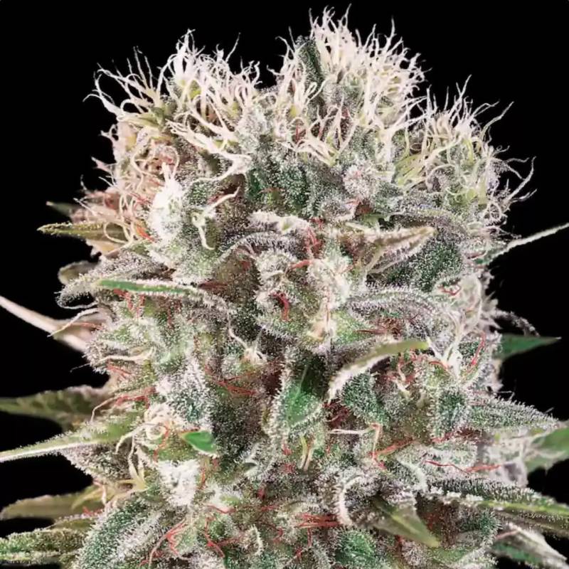 Wappa von Paradise Seeds