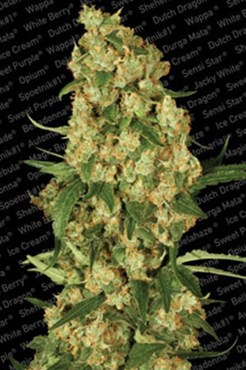 Wappa von Paradise Seeds