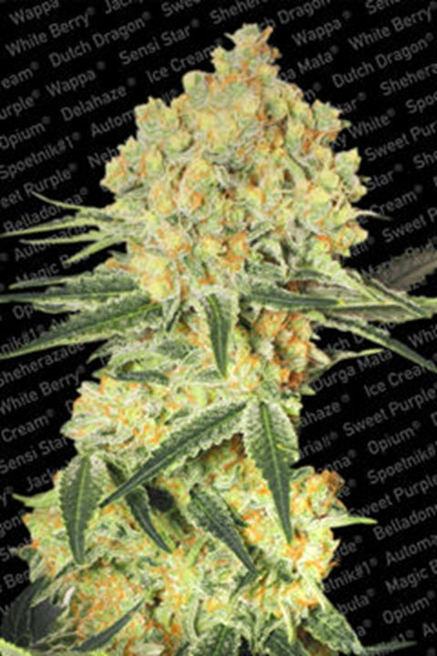 Wappa von Paradise Seeds