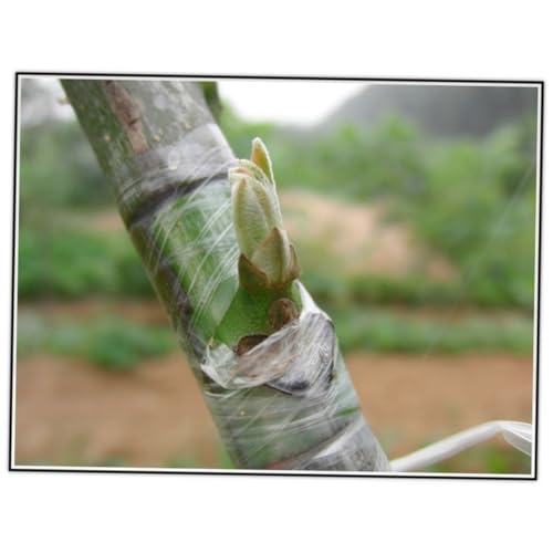 Parliky Selbstklebendes Veredlungsband Breit Dehnbar für Obstbäume und Gartenpflanzen PE Film mit Wachsanteil Widerstandsfähig Erhöht Überlebensrate von Setzlingen für Veredelung und Parliky Selbstklebendes Veredlungsband Breit Dehnbar für Obstbäume und Gartenpflanzen PE Film mit Wachsanteil Widerstandsfähig Erhöht Überlebensrate von Setzlingen für Veredelung und von Parliky