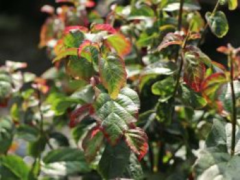 Säulenförmiger Persischer Eisenholzbaum / Eisenbaum 'Persian Spire', 80-100 cm, Parrotia persica 'Persian Spire', Containerware XXL Säulenförmiger Persischer Eisenholzbaum / Eisenbaum 'Persian Spire', 80-100 cm, Parrotia persica 'Persian Spire', Containerware XXL von Parrotia persica 'Persian Spire'