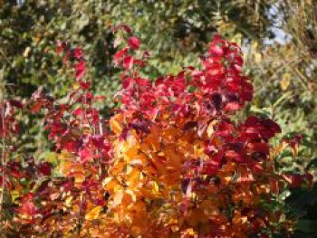 Eisenbaum 'Vanessa', 80-100 cm, Parrotia persica 'Vanessa', Containerware von Parrotia persica 'Vanessa'