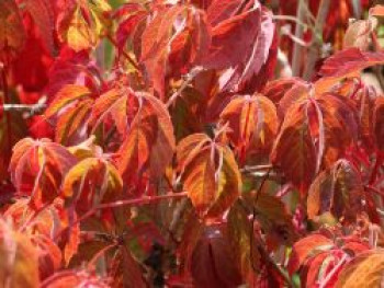Gewöhnliche Jungfernrebe, 60-100 cm, Parthenocissus inserta, Containerware von Parthenocissus inserta