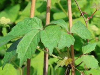 Dreilappige Jungfernrebe 'Green Spring', 60-100 cm, Parthenocissus tricuspidata 'Green Spring', Containerware von Parthenocissus tricuspidata 'Green Spring'