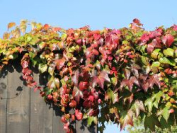 Dreilappige Jungfernrebe 'Veitchii Robusta', 60-100 cm, Parthenocissus tricuspidata 'Veitchii Robusta', Containerware von Parthenocissus tricuspidata 'Veitchii Robusta'