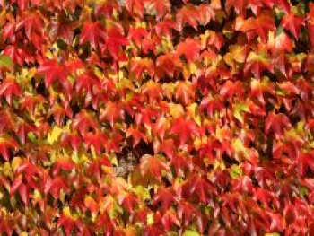 Jungfernrebe / Selbstklimmer / Dreilappige Jungfernrebe 'Veitchii', 100-150 cm, Parthenocissus tricuspidata 'Veitchii', Containerware von Parthenocissus tricuspidata 'Veitchii'