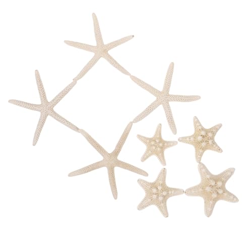 PartyKindom 8stücke Natürliche Seestern Dekoration Für Wunschflasche Aquarium Heimtextilien Basteln DIY Dekor Schreibtisch Verzierung von PartyKindom