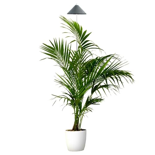 Parus by Venso SUNLiTE XL LED Vollspektrum Pflanzenlampe Grau 25W Indoor Plants Pflanzen Beleuchtung, mit ausziehbarem Teleskopstab, Parus Pflanzenlampe für große und kleine Zimmerpflanzen von Parus by Venso