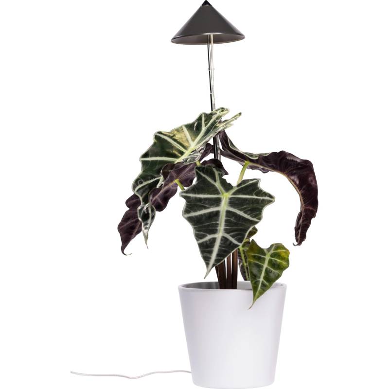 Parus by Venso LED-Pflanzenlampe Sunlite 7 W Anthrazit von Parus by Venso