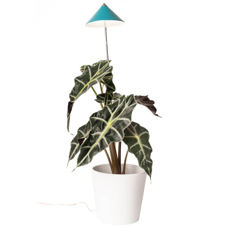 Parus by Venso Sunlite LED-Pflanzenlampe Sunlite 7 W Petrol von Parus by Venso