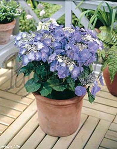 verschiedene Hortensien - Hydrangea (blau macrophylla Teller) von Patioplant