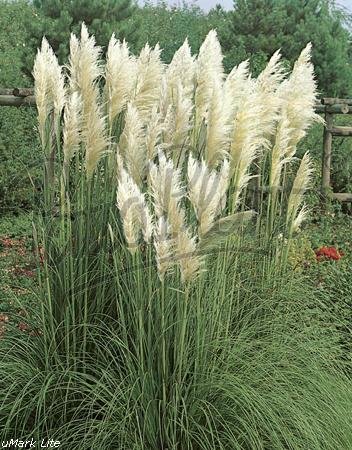 Beetpflanzen (Cortaderia selloana (Pampasgras) weiß von Patioplant