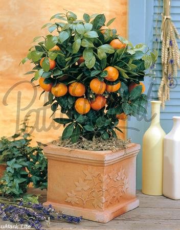 Obst (Citrus mitis (Calamondin)) von Patioplant