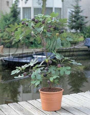 Obst (Ficus carica (Feige)) von Patioplant