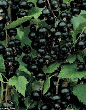 Obst (Ribes nigrum) Schwarze Johanissbeere von Patioplant