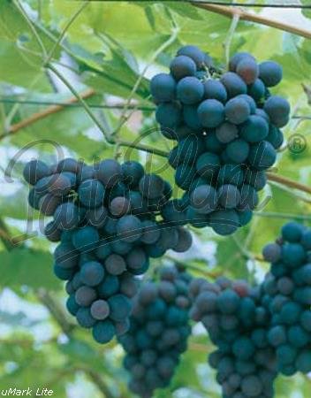 Obst (Vitis blau) Weintraube blau von Patioplant