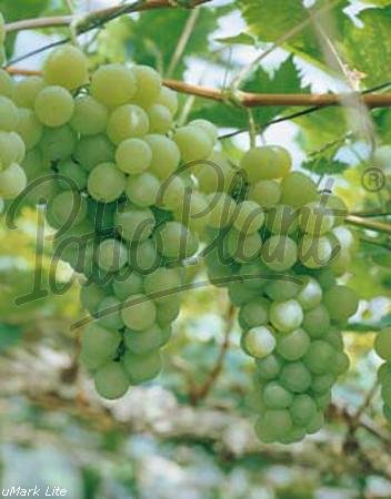 Obst (Vitis weiß) Weintraue weiß von Patioplant