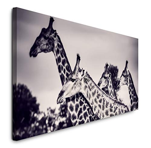 Paul Sinus Art GmbH Giraffen in der Savanne 120x 50cm Panorama Leinwand Bild XXL Format Wandbilder Wohnzimmer Wohnung Deko Kunstdrucke von Paul Sinus Art GmbH