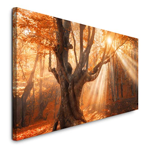 Paul Sinus Art GmbH Magischer Alter Baum 120x 50cm Panorama Leinwand Bild XXL Format Wandbilder Wohnzimmer Wohnung Deko Kunstdrucke von Paul Sinus Art