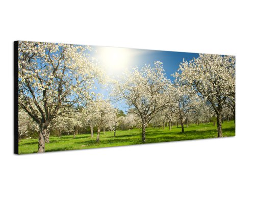 Apfelbaum Obst-Plantage Sommer 150x50cm Breitbild als Panorama auf Leinwand und Keilrahmen fertig zum aufhängen - Unsere Breitbild als Panoramaer auf Leinwand bestechen durch ihre ungewöhnlichen Formate und dem extrem detaillierten Druck aus bis zu 100 Megapixel hoch aufgelösten Panoramafotos. Damit garantieren unsere Bilder einen fantastischen Bildeindruck, leuchtende Farben und gestochen scharfe Details. Qualität aus Deutschland Apfelbaum Obst-Plantage Sommer 150x50cm Breitbild als Panorama auf Leinwand und Keilrahmen fertig zum aufhängen - Unsere Breitbild als Panoramaer auf Leinwand bestechen durch ihre ungewöhnlichen Formate und dem extrem detaillierten Druck aus bis zu 100 Megapixel hoch aufgelösten Panoramafotos. Damit garantieren unsere Bilder einen fantastischen Bildeindruck, leuchtende Farben und gestochen scharfe Details. Qualität aus Deutschland von Paul Sinus Art