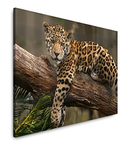 Jaguar auf einem AST 40 x 60 cm Inspirierende Fotokunst in Museums-Qualität für Ihr Zuhause als Wandbild auf Leinwand in von Paul Sinus Art