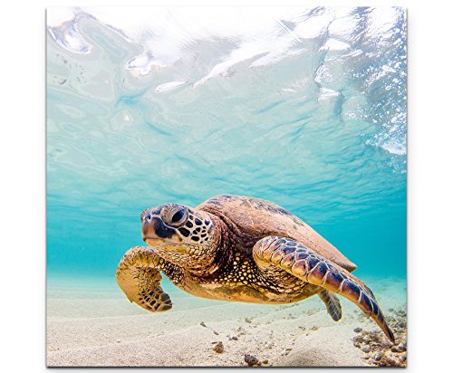 Leinwandbilder | Bilder Leinwand 60x60cm Grüne Meeresschildkröte im Pazifik von Paul Sinus Art