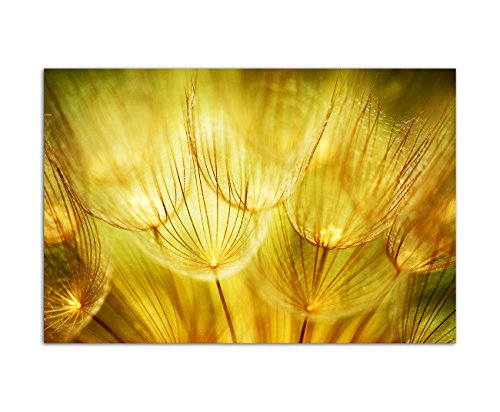 Paul Sinus Art 120x80cm - WANDBILD Pusteblumen Natur Frühling - Leinwandbild auf Keilrahmen modern stilvoll - Bilder und Dekoration von Paul Sinus Art