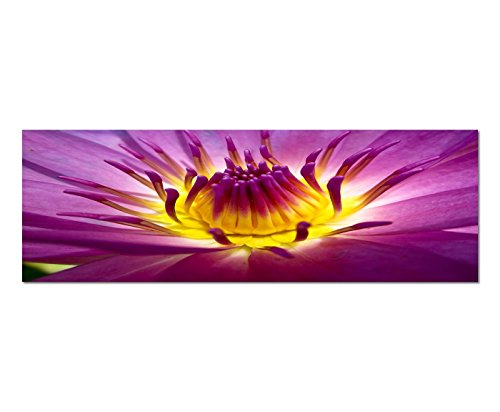 Paul Sinus Art Bilder Wand Bild - Kunstdruck 120x40cm Lotusblume Blüte lila gelb Nahaufnahme von Paul Sinus Art