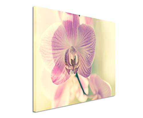 Paul Sinus Art Kunstfoto auf Leinwand 60x40cm Naturfotografie – Lila gestreifte Orchideen auf Leinwand Exklusives Wandbild Moderne Fotografie für ihre Wand in vielen Größen von Paul Sinus Art