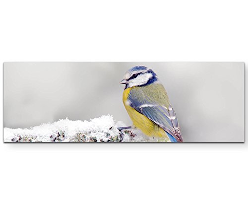 Paul Sinus Art Leinwandbilder | Bilder Leinwand 120x40cm Blau/gelber Vogel im Winter von Paul Sinus Art