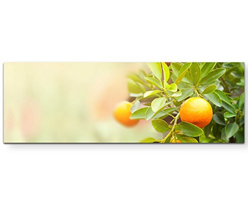Paul Sinus Art Leinwandbilder | Bilder Leinwand 120x40cm Mandarinen Baum von Paul Sinus Art