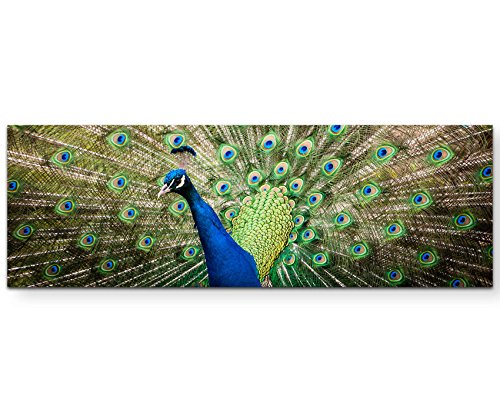 Paul Sinus Art Leinwandbilder | Bilder Leinwand 120x40cm Portrait eines Pfau von Paul Sinus Art