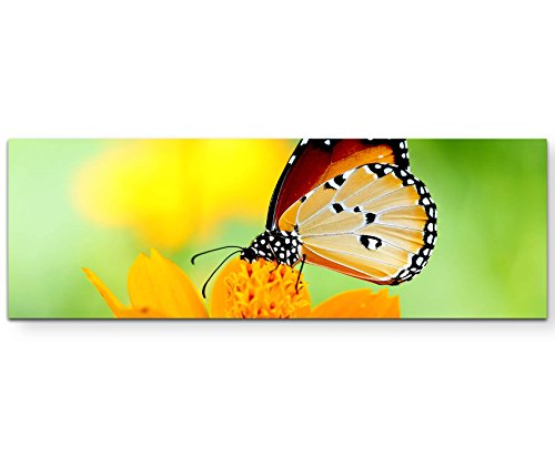Paul Sinus Art Leinwandbilder | Bilder Leinwand 120x40cm Schmetterling auf Einer Blume von Paul Sinus Art