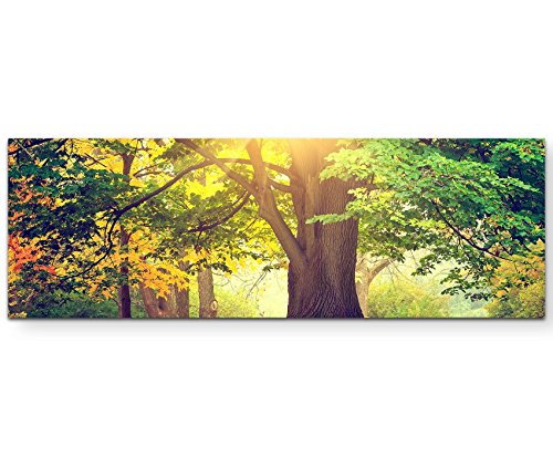 Paul Sinus Art Leinwandbilder | Bilder Leinwand 120x40cm herbstlich gefärbter Baum im Park von Paul Sinus Art